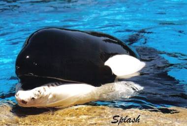 260405_splash1_original