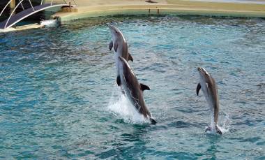 260423_dauphins_original