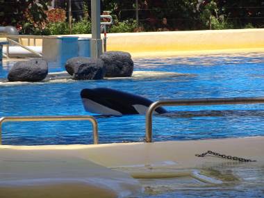 260511_loroparque3_original