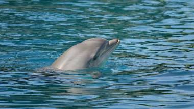 260607_dauphins1_original