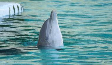 260607_dauphins2_original