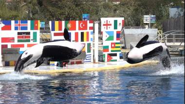 260611_orquesetdauphins1_original