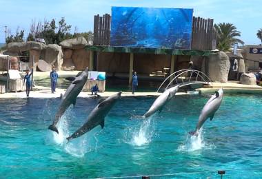 260611_orquesetdauphins2_original