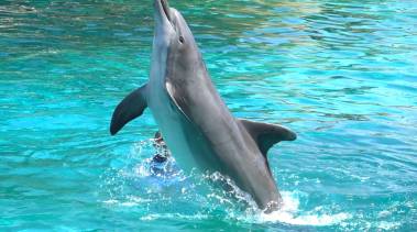 260611_orquesetdauphins3_original