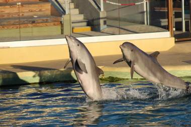 260618_dauphins1_original
