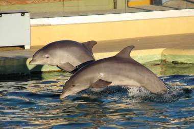 260618_dauphins2_original