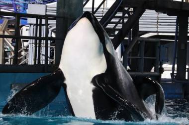 260624_tilikum1_original