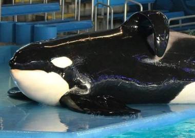 260624_tilikum2_original