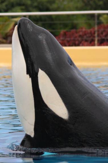 260624_tilikum3_original