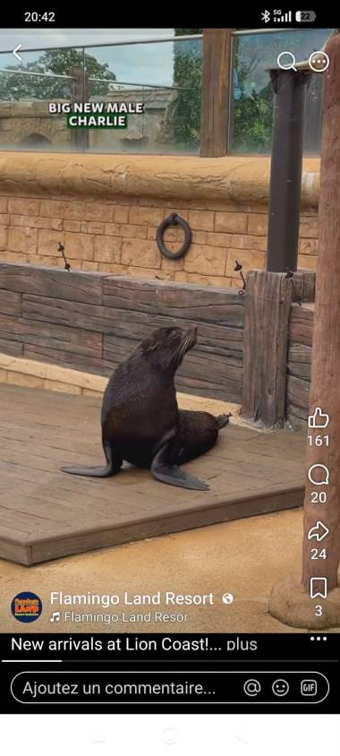 260701_otaries2_original