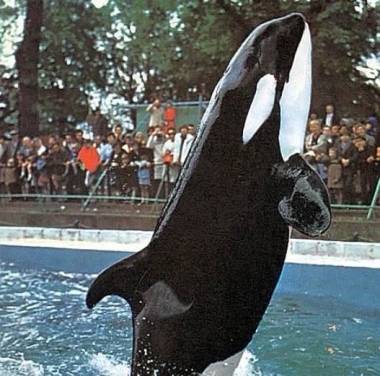 260701_otaries3_original