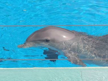 260804_dauphin2_original