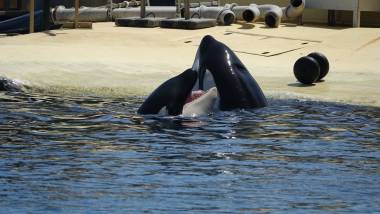260814_orquesetdauphins1_original