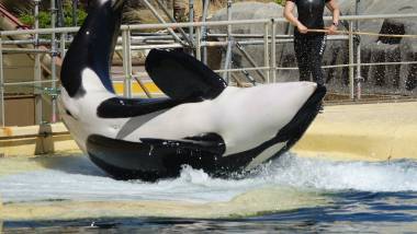 260814_orquesetdauphins2_original