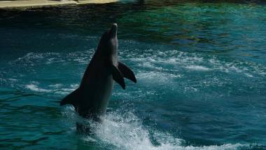 260814_orquesetdauphins3_original
