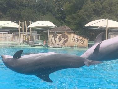 260831_dauphins1_original