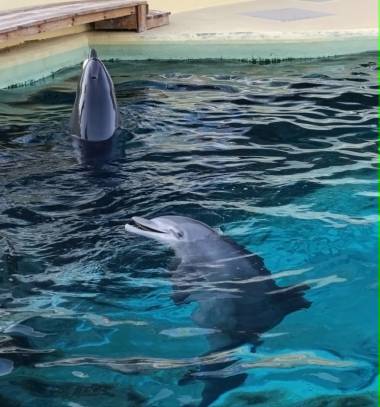 260831_dauphins3_original