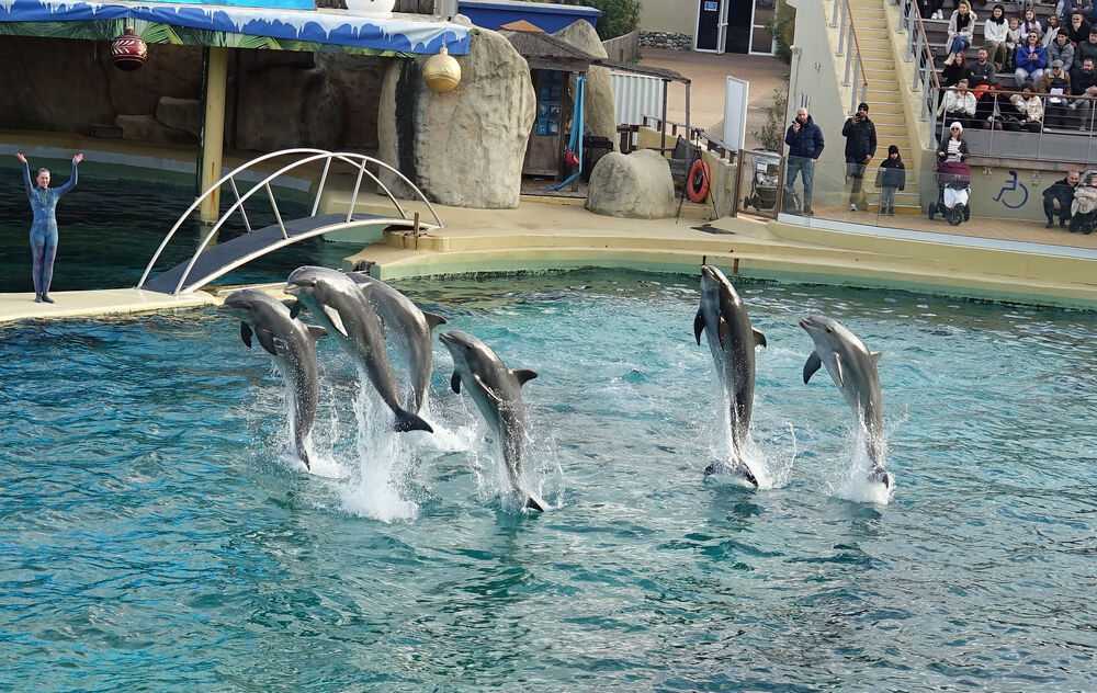 Les Dauphins de Marineland